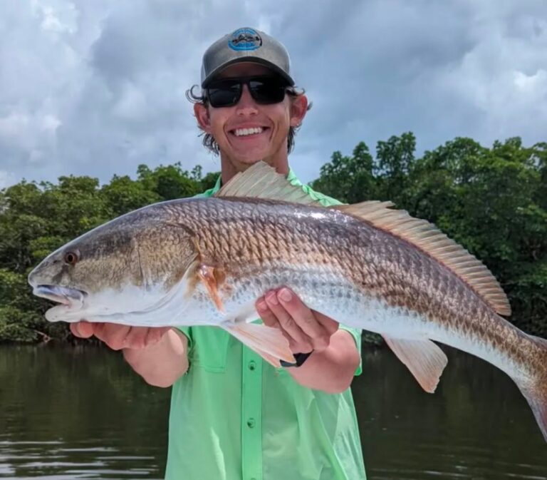 Angler holding a redfish in the mangroves on an inshore fishing charter