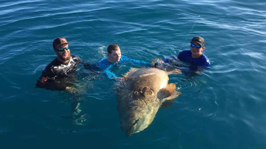 Three anglers in the water beside a goliath grouper before its release