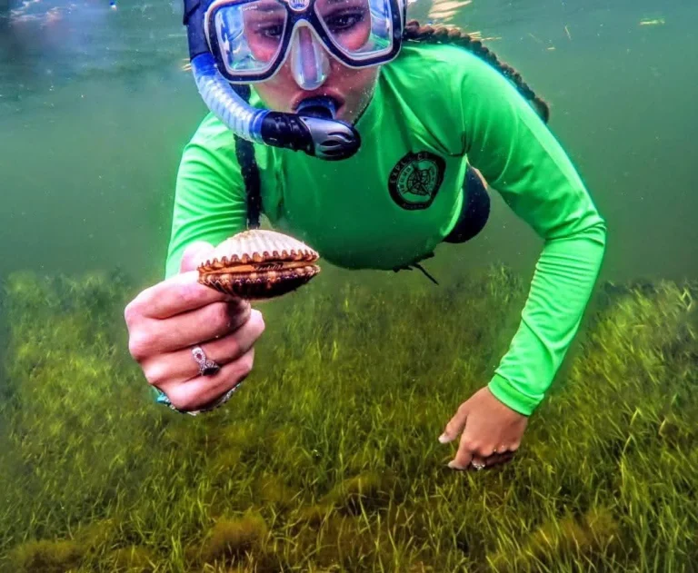 Snorkeler holding up a bay scallop over the grass flats on a Crystal River scalloping trip