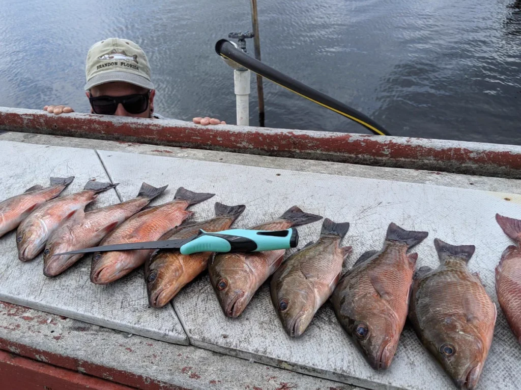 Mangrove snapper laid out on the cleaning board after an inshore charter