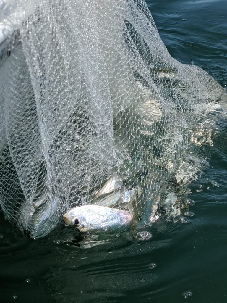 Cast net coming up full of live whitebait in Tampa Bay