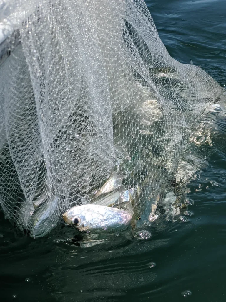 Cast net coming up full of live whitebait in Tampa Bay