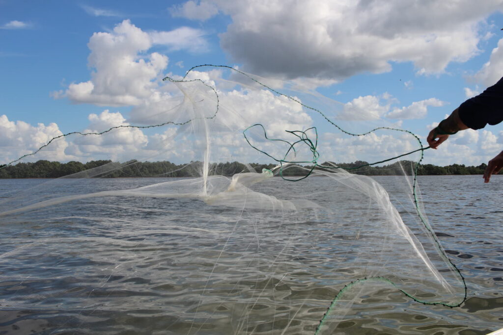 Cast net opening in a full circle over the water on a Tampa Bay bait stop