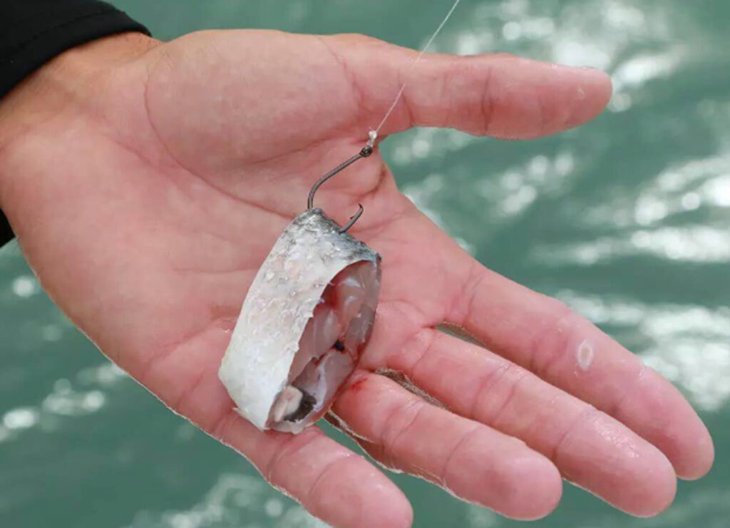 A fresh chunk of cut bait on a hook, ready to go down for redfish and sharks
