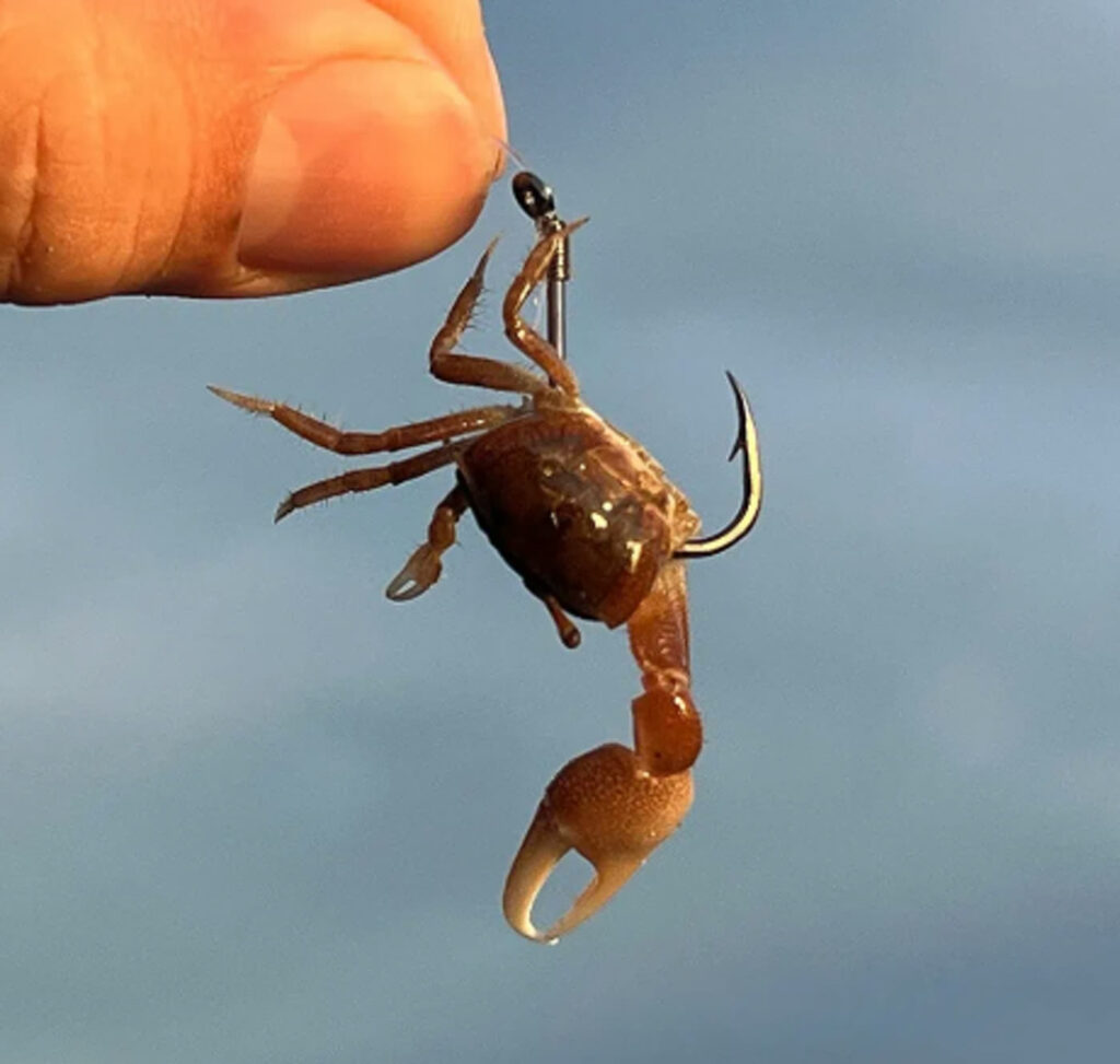 A fiddler crab rigged on a hook, the bait sheepshead eat off the pilings