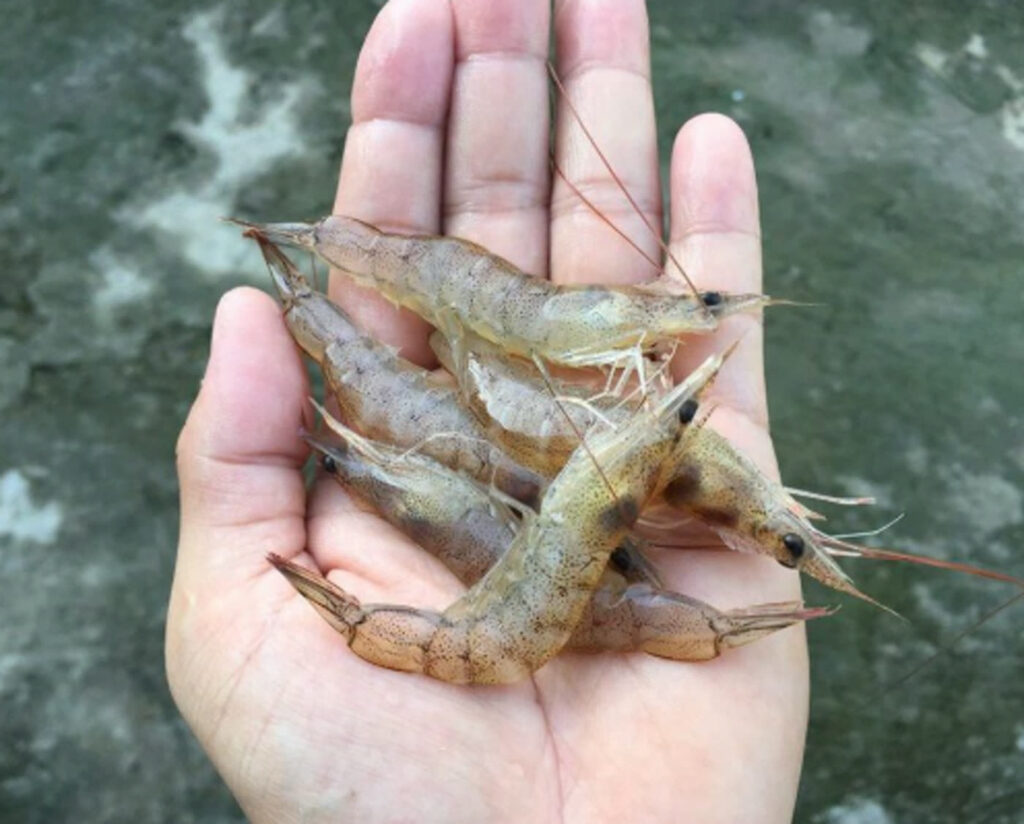 A handful of live shrimp, the most dependable bait in Florida