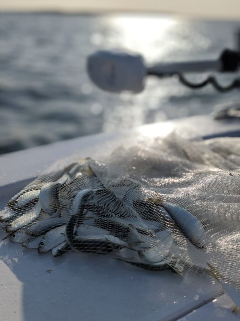 A load of live greenbacks, the scaled sardines we use for bait in Tampa Bay