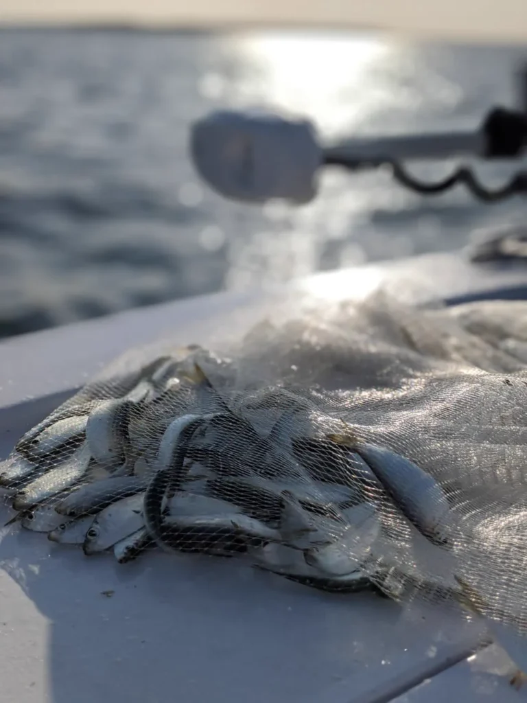 A load of live greenbacks, the scaled sardines we use for bait in Tampa Bay