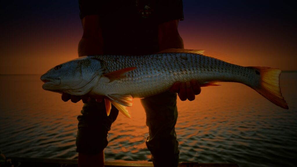 Angler holding a redfish at sunset on a Tampa Bay night fishing charter
