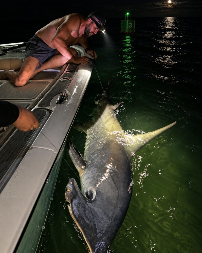 Captain releasing a hammerhead shark boatside at night in Tampa Bay