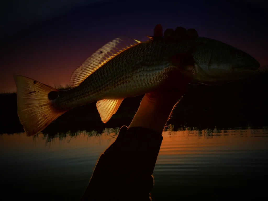 Redfish caught at dusk on a Tampa Bay night inshore charter
