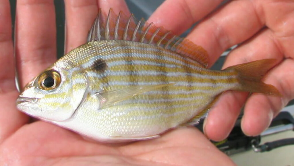A pinfish held in hand, the live bait we use for big snook, grouper and cobia
