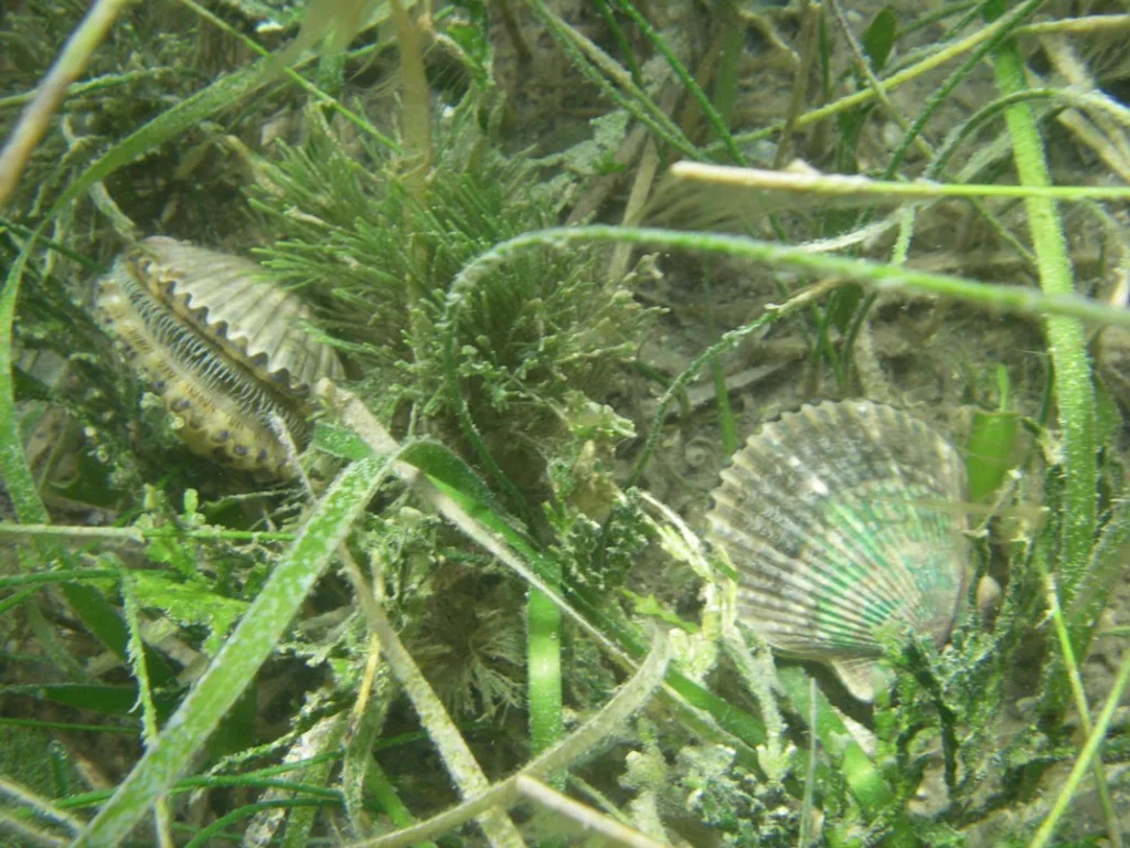 Bay scallops in the seagrass on a Crystal River scalloping trip
