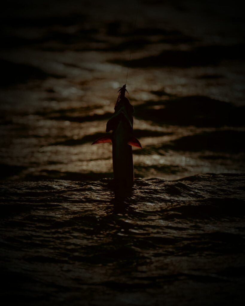 Fish jumping on the line at dusk on a Tampa Bay night fishing charter