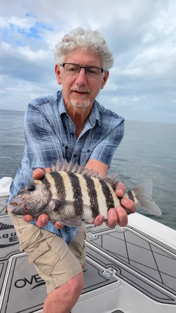 Angler holding a big sheepshead caught in Tampa Bay in February