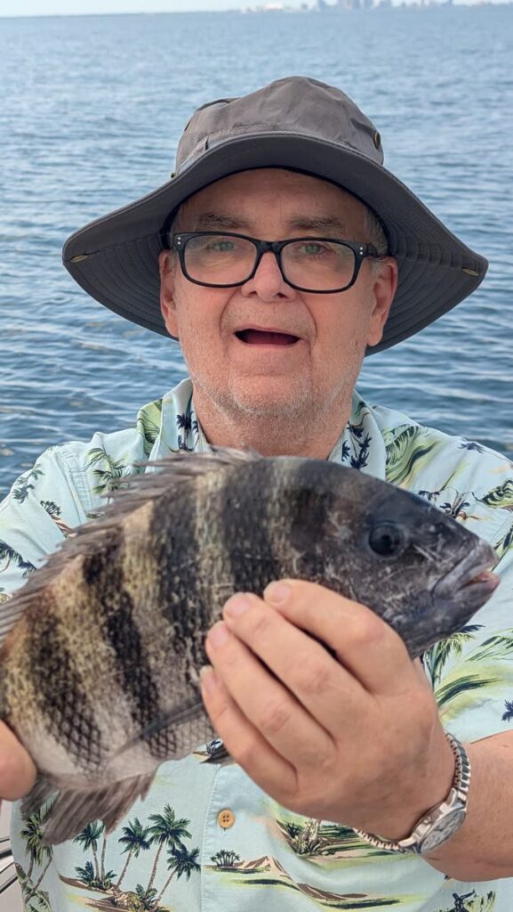 Angler holding a striped sheepshead caught around structure in Tampa Bay