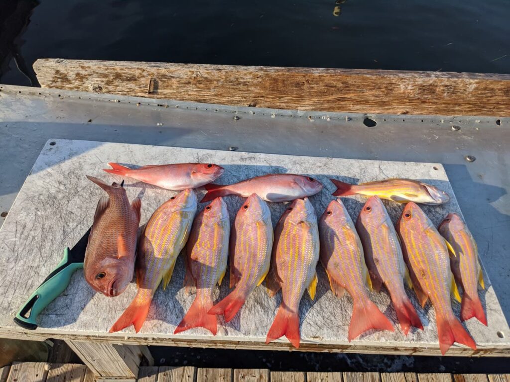 Lane snapper laid out on the cleaning table after a nearshore fishing charter from Tampa Bay