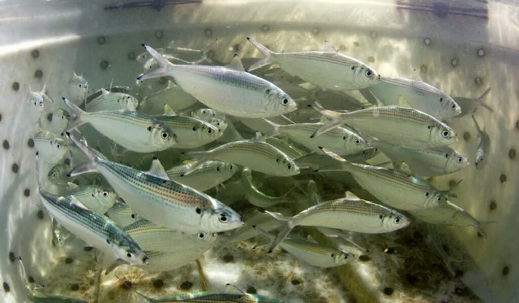 Live threadfin herring and scaled sardines schooling in the livewell